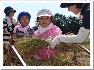 束ねた稲を女性に渡している様子の女子児童と後ろに並んで待っている男子児童の写真