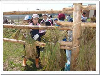 束ねた稲を木の柵に「はさがけ」している児童たちの写真