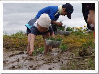 裸足で田んぼに入り、左手に苗の入った桶を持ち右手で苗植えをしている2人の男子児童の写真