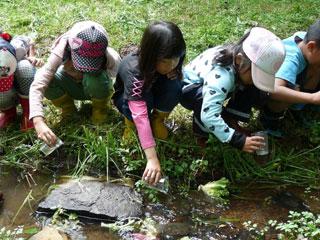 3人の女子児童が蛍の幼虫を小川に手を伸ばし放流している写真