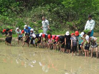 水が張られた田んぼの中に裸足で入り、16名の児童が横1列になって田植えをしている写真