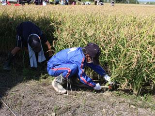 畑でしゃがんで鎌を使い稲刈りをする、ジャージ姿の生徒の写真