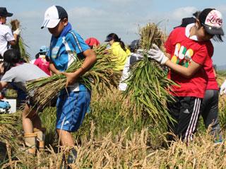 畑で刈り取った稲を両手で抱えて慎重に運ぶ生徒たちの写真