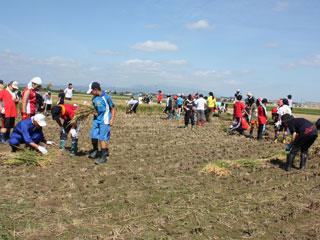 きれいに稲が刈り取られた畑と、大勢の生徒たちの写真