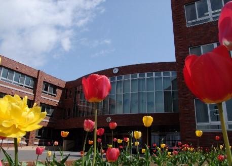きれいに咲く赤や黄色のチューリップの奥に見える岩見沢市立東光中学校の外観の写真