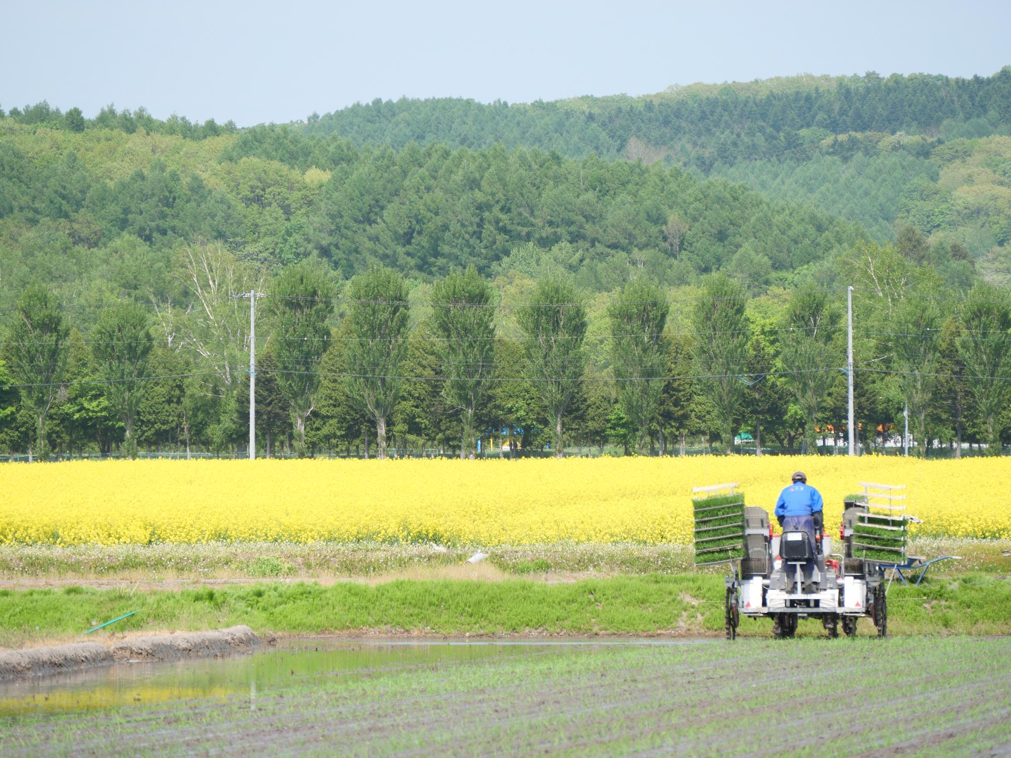 田植えの写真