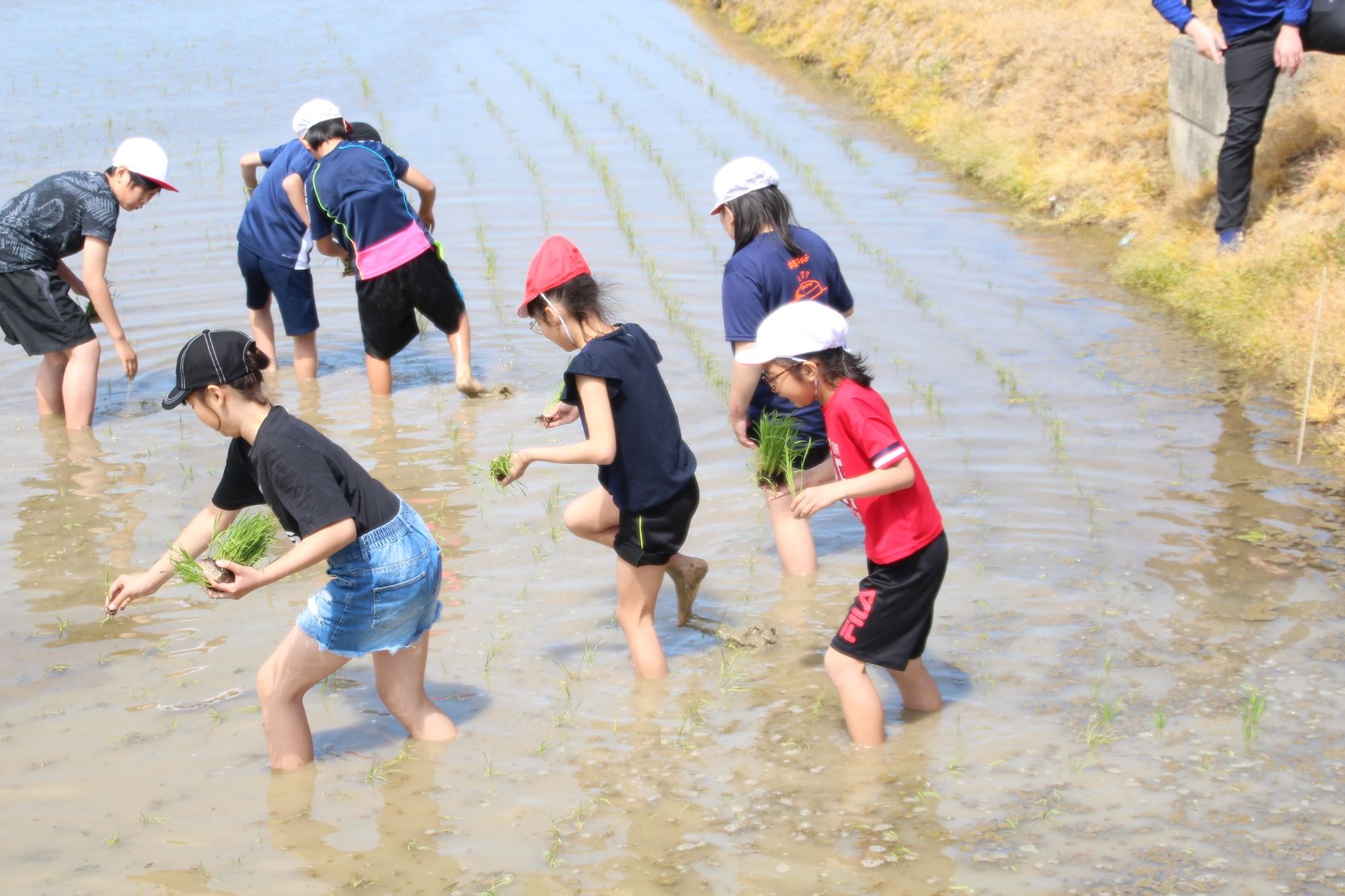田んぼで泥に足を取られながらも、楽しそうに田植えをする帽子をかぶった子供たちの写真