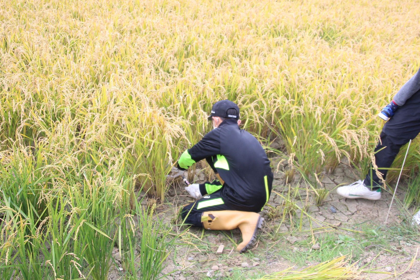 田んぼで稲に囲まれながらしゃがんで鎌を使い稲刈りをしている、帽子をかぶり長靴を履いた男の子の写真
